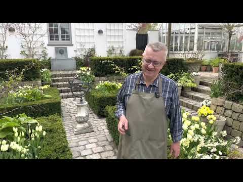 How to build up a garden room with tulips and daffodils