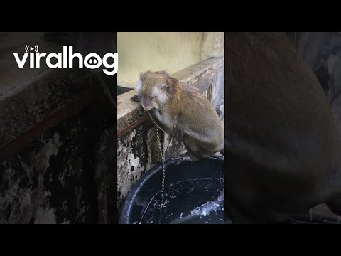 Monkey Bathes In Bucket Of Water || ViralHog