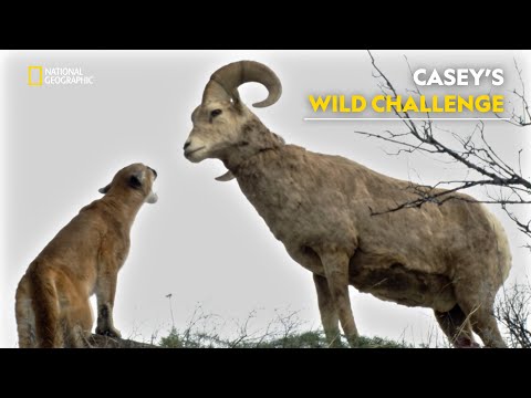 Protecting Bighorn Sheep | America the Wild | हिंदी | S4-E4 | Nat Geo Wild