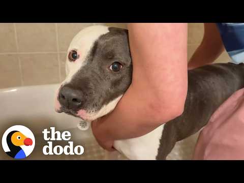 Pittie Who Can't Stop Suckling On Stuffies Needs A Home | The Dodo