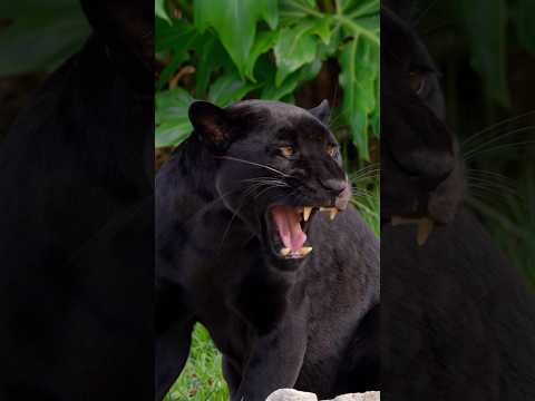 The Black Jaguar 🖤 #leopard #wildlife #animals