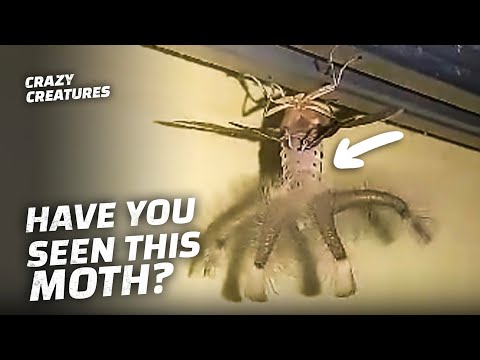 Baphomet Moths Are Straight Out of Your Nightmares