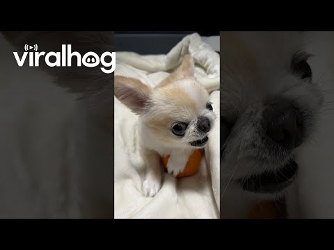 Puppy Squeaks While Protecting Orange || ViralHog