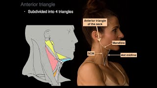 Triangles of the Neck