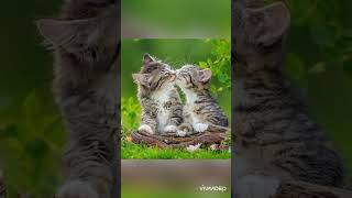 cute cuddly kittens #adorable #cats #kitten #cuddlebuddies