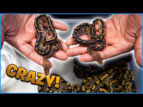 We Hatched Rare Twin Snakes!