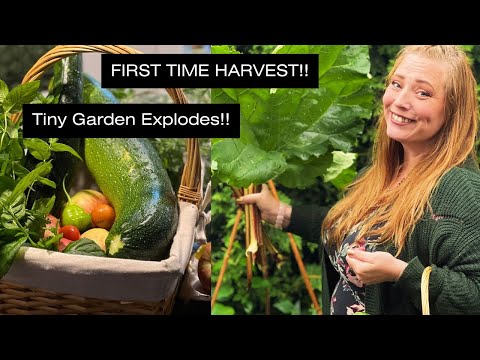 First Harvest Vlog - Our back yard is exploding!