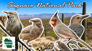 Birding Saguaro National Park (Sonoran Desert) in Tucson, Arizona