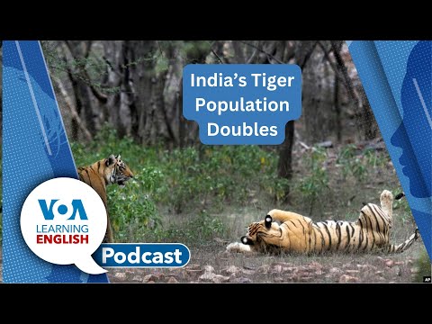 Japan’s new satellite, More tigers in India, Sound barrier, US History game