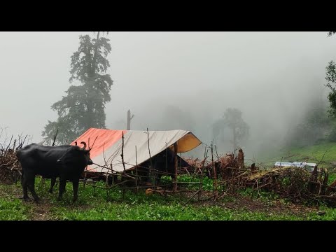 This is Himalayan Life | Best Compilation Video in Rainy Time | Nepal🇳🇵|Ep- 333 |VillageLifeNepal