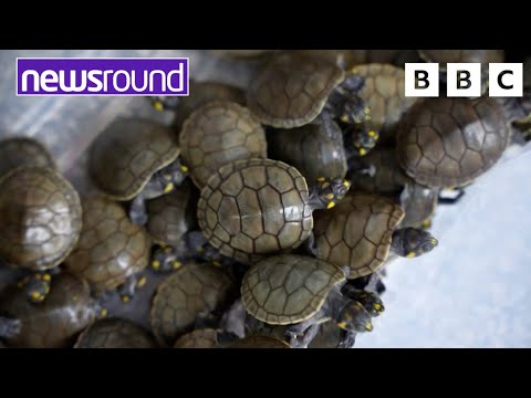 Rescued baby turtles in Peru | Your Planet | Newsround