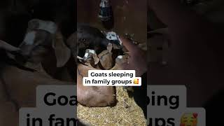 Goats sleeping in family groups 🥰 #goats #goatfamily #raisinggoats