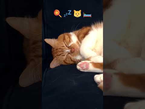 Favourite hobby with Mori The Ginger Cat 🍭 💤 🐱 🛏️