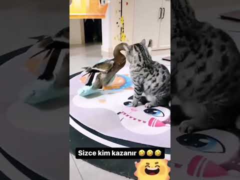 Cat vs Duck 🤣