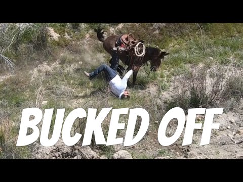 DID HE GET STOMPED!? - Mule Ranching Vlog #2