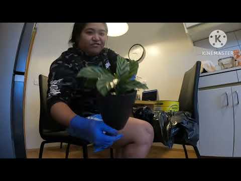 REPOTTING MY PLANTS P4