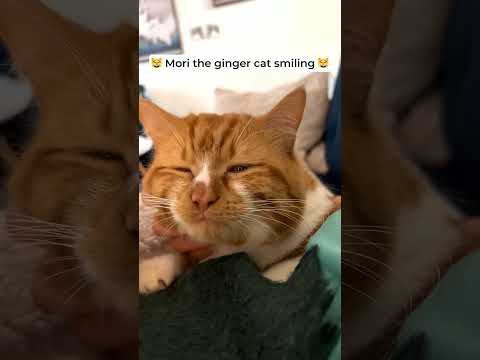 Happy cat smiling* 😸  *only when stroked or fed #GingerCat #GingerCat #kittycat #OrangeCat #CuteCat