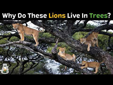 This Is Why This Group Of Lions Live In Trees