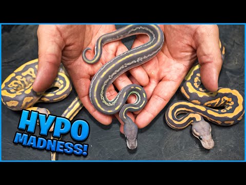 The Color On These Snakes Are Unreal ! Hypo Combos!