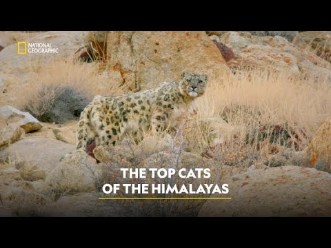 Snow Leopards & Leopards | Wild Cats of India | हिंदी | S1 - E1 | Nat Geo Wild