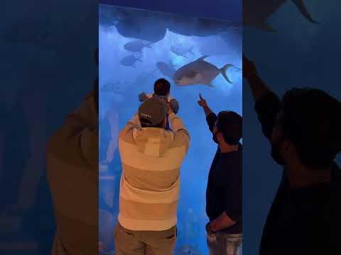 Dubai Mall/#shorts/#shortvideo