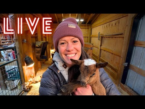 LIVE From the Goat Barn! | This is probably a bad idea