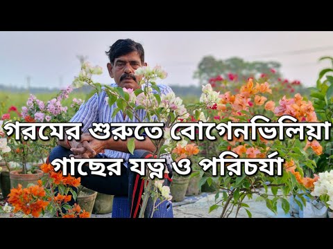 গরমের শুরুতে বোগেনভিলিয়া গাছের যত্ন ও পরিচর্যা/ Bougainvillea plant care Guide! #Bougainvillea