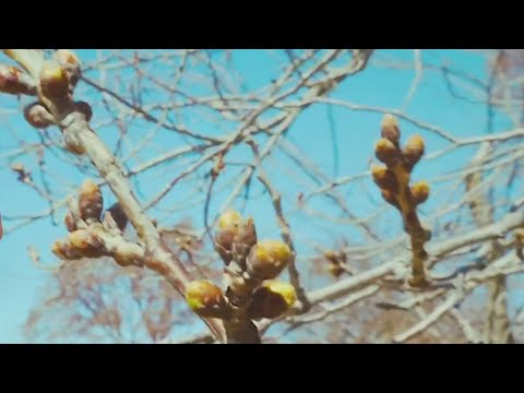 Tidal Basin cherry trees enter stage one of blooming | NBC4 Washington