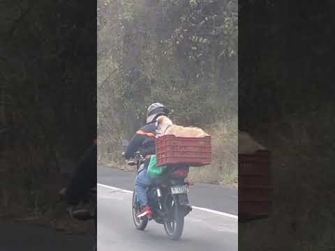 VIDEO Vista del tráfico en la vía Centenario hacia Panamá Oeste @daniieltejada