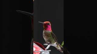 Join me for more beautiful hummingbirds! #birds #hummingbird #nature #hummingbirdlover