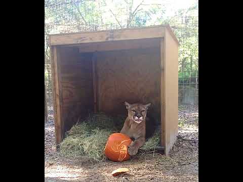 Mickey Cougar ~ Pumpkin Stinky Face (2014)