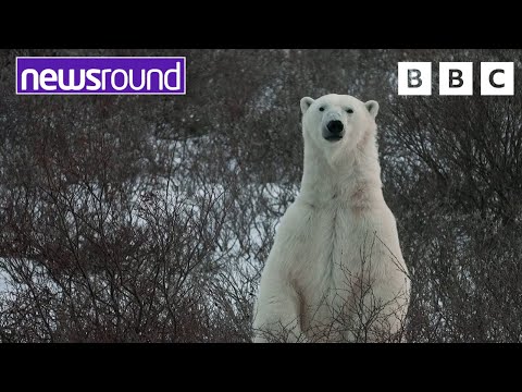 Polar Bears: Animals Feeling the Effects of Climate Change 🐻‍❄️ | Newsround