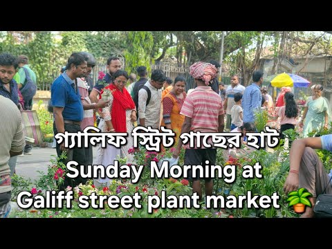 গ্যালিফ স্ট্রিট গাছের হাট/ Sunday Morning at Galiff street plant market 🪴