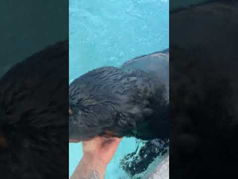 Dad catches son and dog in the pool #shorts