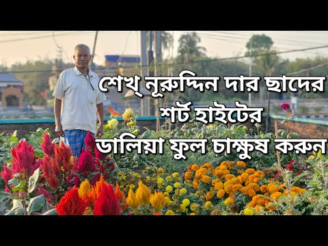 শেখ্ নূরুদ্দিন দার ছাদের শর্ট হাইটের ডালিয়া ফুল চাক্ষুষ করুন|How to care for Dahlia flower plant|