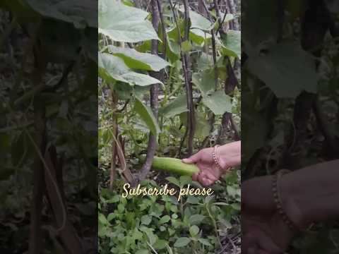 satya dreams chaser#healthylifestyle #kitchen gardening #yt shorts feed