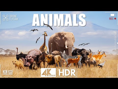 Animals Of The World 4K - Scenic Wildlife Film With Calming Music