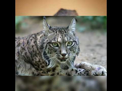 Endangered Iberian Lynx