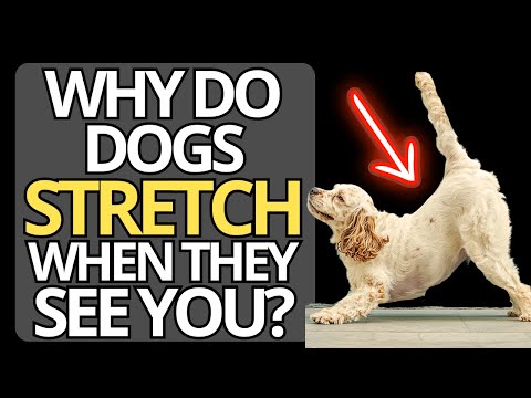 Does Your Dog Stretch When They See You? ➡️ This Is What It Really Means | Animals Spirituality