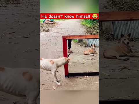 #funny #mirrorprank #doglover #pets #cutedog