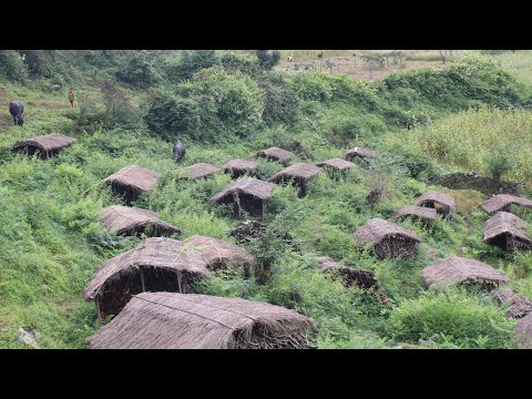 This is Himalayan Life । Nepal । EP-327 ।Rural Life in Nepal | Shepherd Organic Food Cooking in Rain