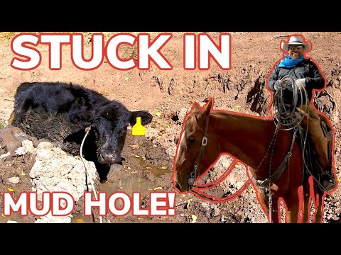 Saving Calf Stuck In Mud Hole: Vlog #9