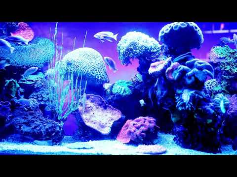 Relaxing Video With Nature Sounds 🐋 Coral Reef Fish | Nature Sounds - Stress Relief | Tv Screensaver