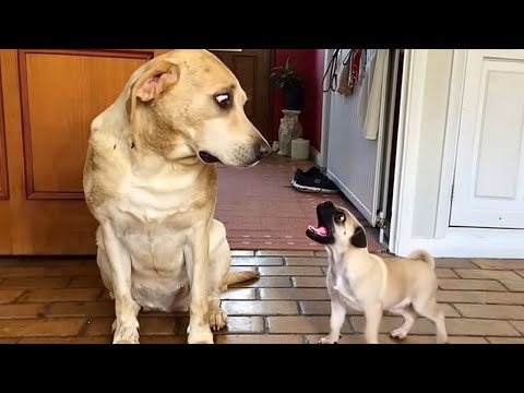 This DRAMA DOG takes being extra to a PRO level!   Funny Dog Videos 2025