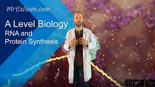 RNA and Protein Synthesis - A Level Biology