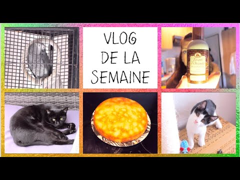 🐱C'EST LA M*RDE !! + LE NOUVEAU CHATON + DÉCOUVERTE PARFUM PAS CHER !!