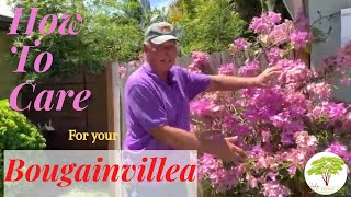 John the Plant Guy: Top 5 Bougainvillea Care Tips