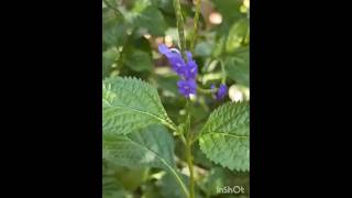 Vervain   Health   Benefits #herbs#