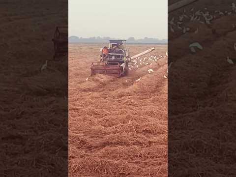 the cutting machine for paddy crop #music #song #bgm #machine #fyp #my #the #viral #video #fypシ #1k