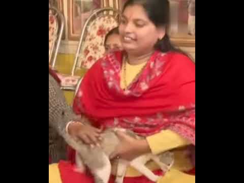 Aapane logon ko sadhu bante hue dekhe hoga lekin kumbh mein ek billi sadhvi ban gai#youtubeshorts